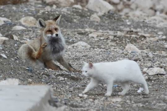 lake van cat