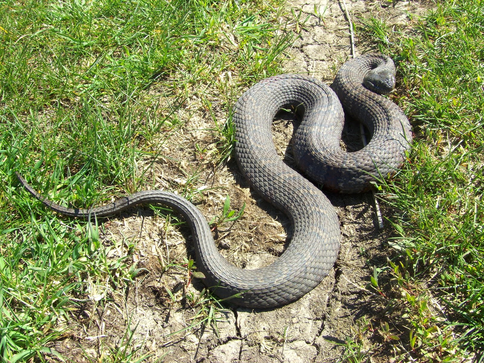 Iowa Reptiles Water Snake on a cool day!