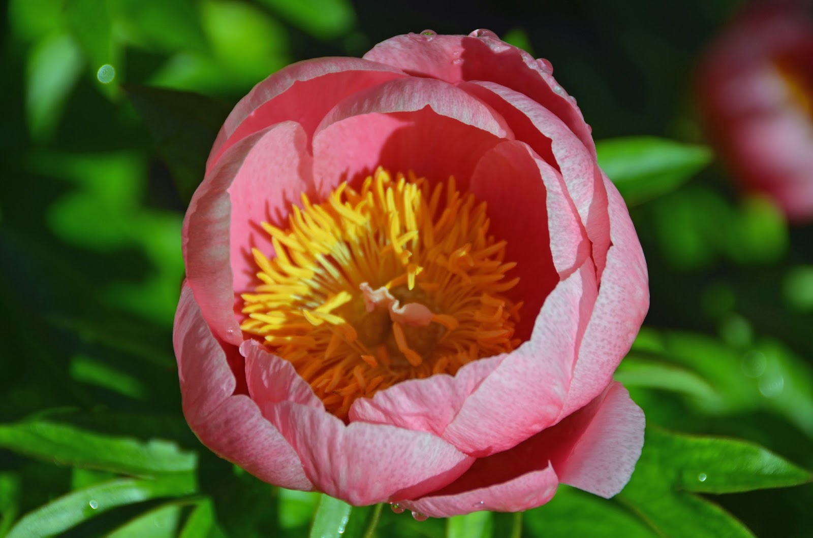 Southern Peony 2016 Peony Blooms Mid Week 4