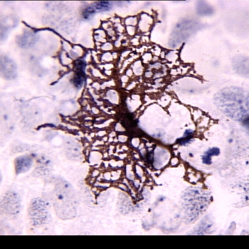 Teadvusehuvi: Neuronite võrdlus teiste rakkudega ja veidi taustbioloogiat