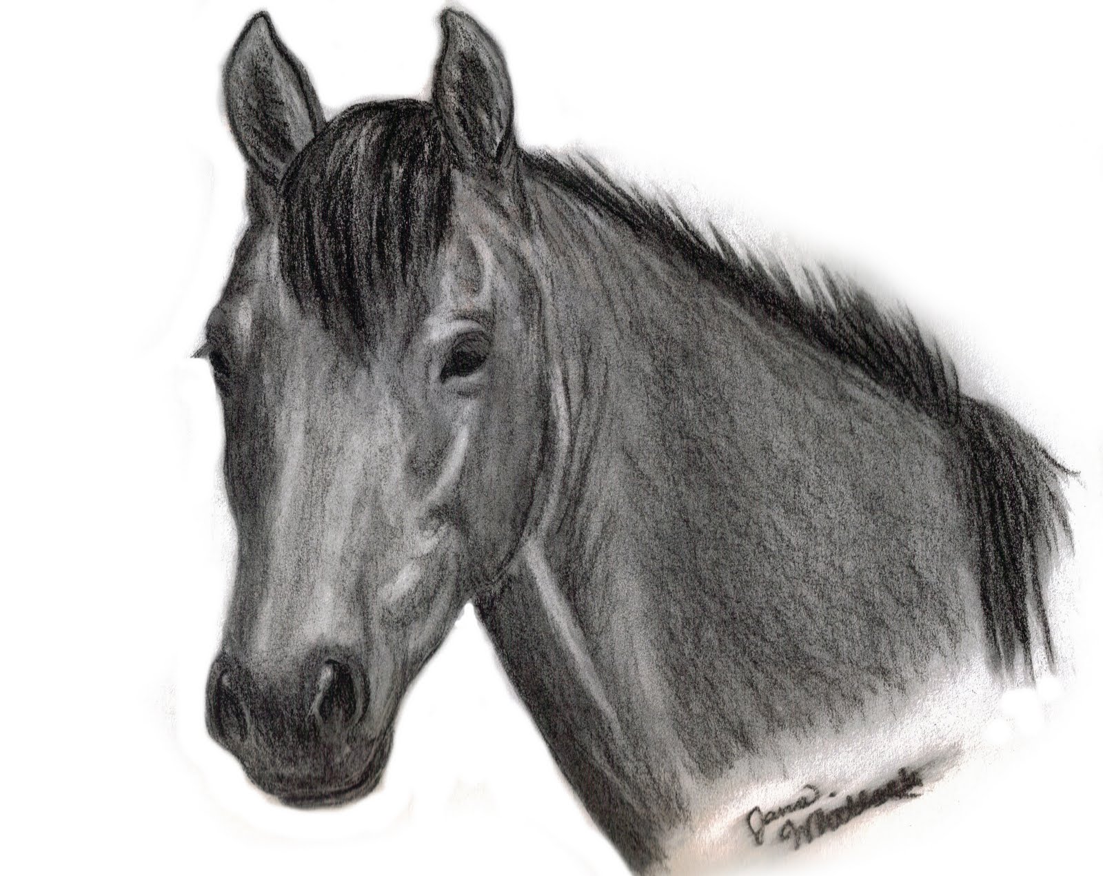 The Sweet Life of the American Cowgirl Horse Drawings by