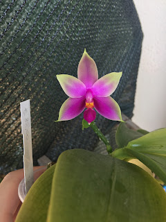 , Phalaenopsis Violacea Bonnie Blue x Violacea Blue Beard, diarid'orchidee