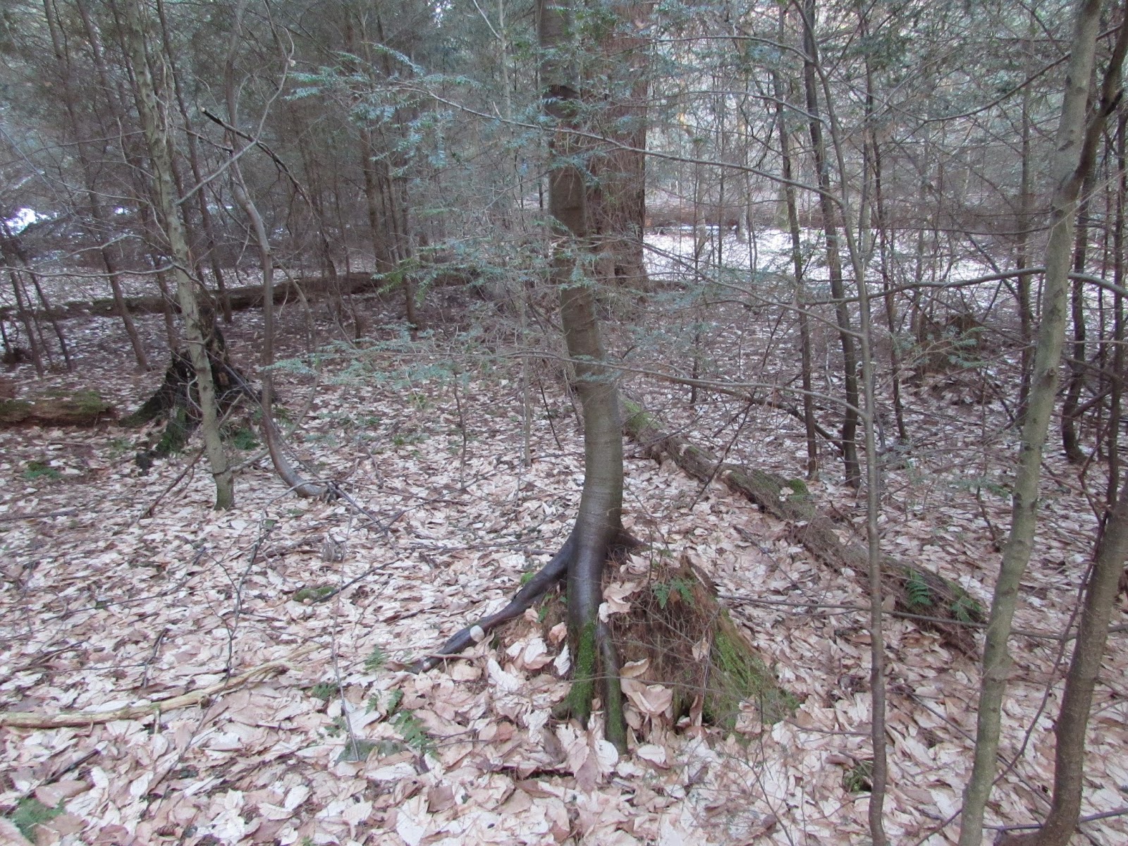 Hearts Content Scenic Area Beautiful Old Growth Forest Allegheny
