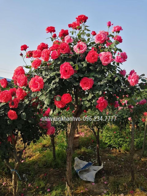Hồng thân gỗ Tree Rose Hong-than-go-3