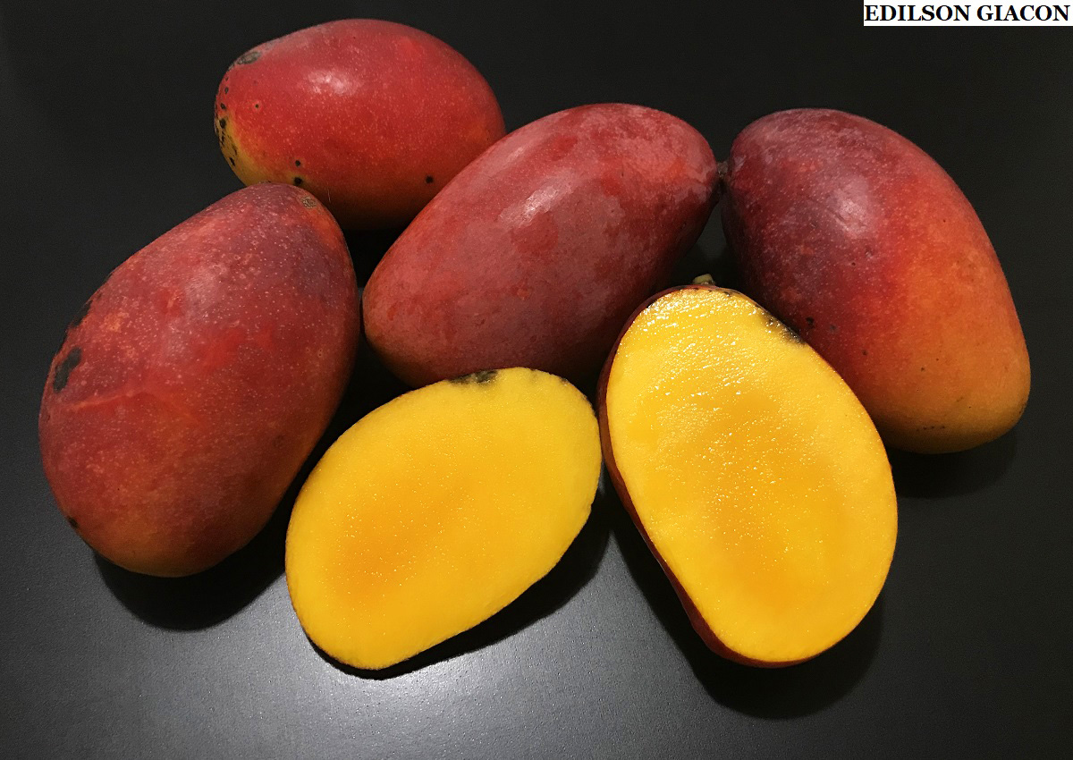 Viveiro Ciprest - Plantas Nativas e Exóticas: Manga Rubi ou Ruby ...