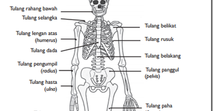 Bagian Rangka Manusia Atau Binatang : Rangka manusia dapat dibedakan