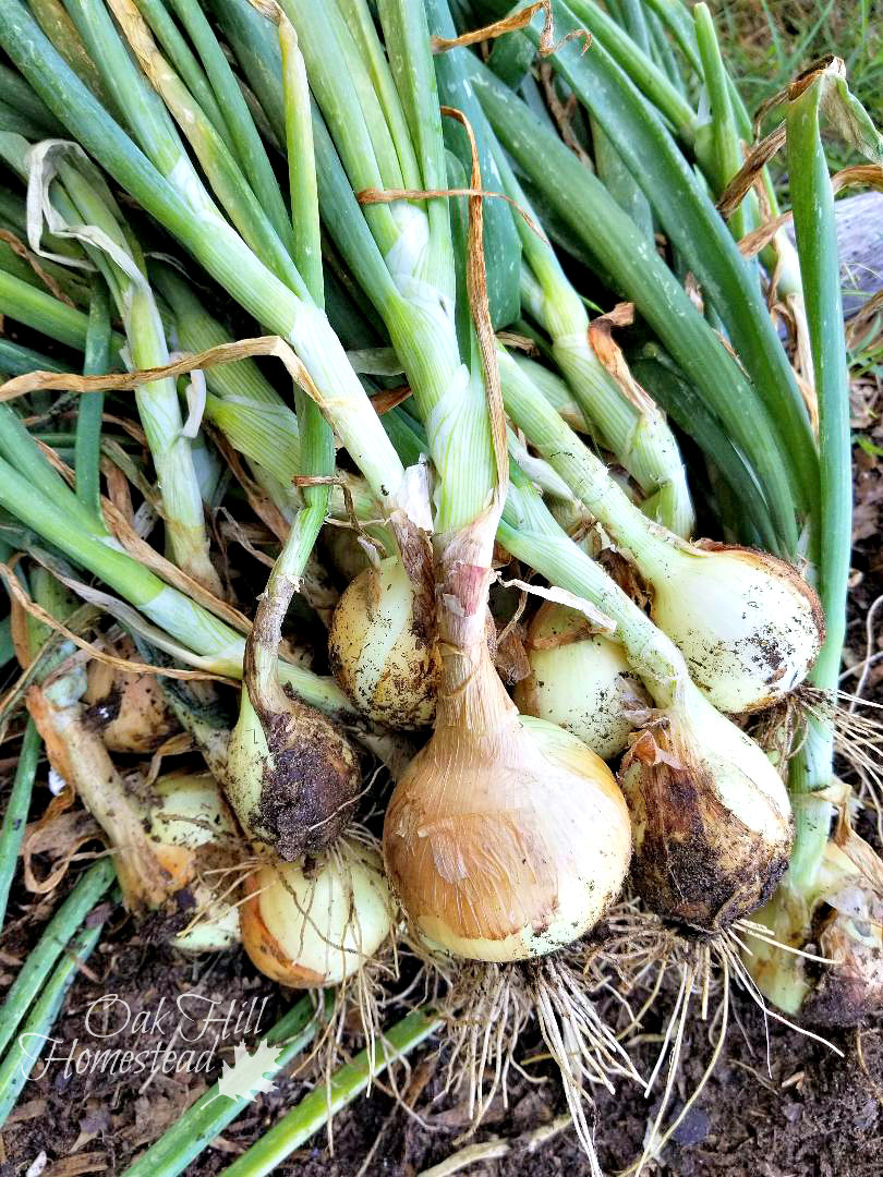 How to Harvest, Cure and Store Onions Oak Hill Homestead