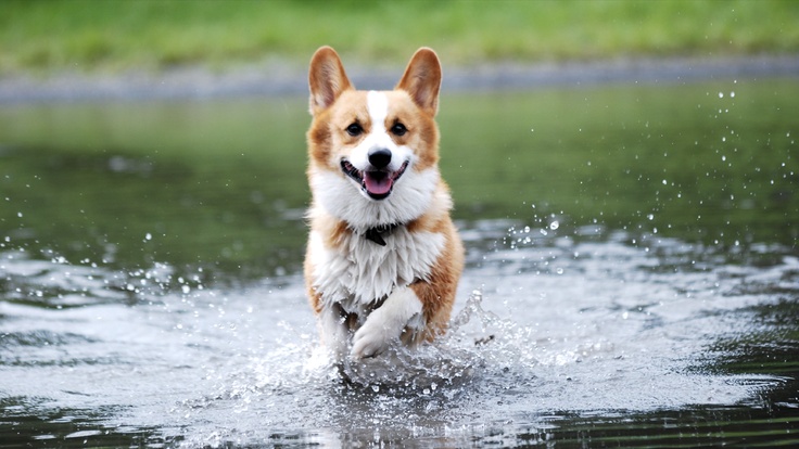 Splish Splash Summer: #Corgis Gettin' Wet! - The Daily Corgi
