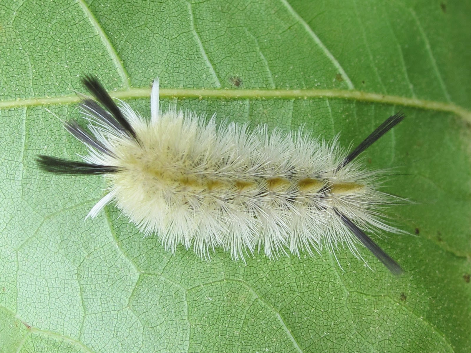 Blue Jay Barrens Random Caterpillars