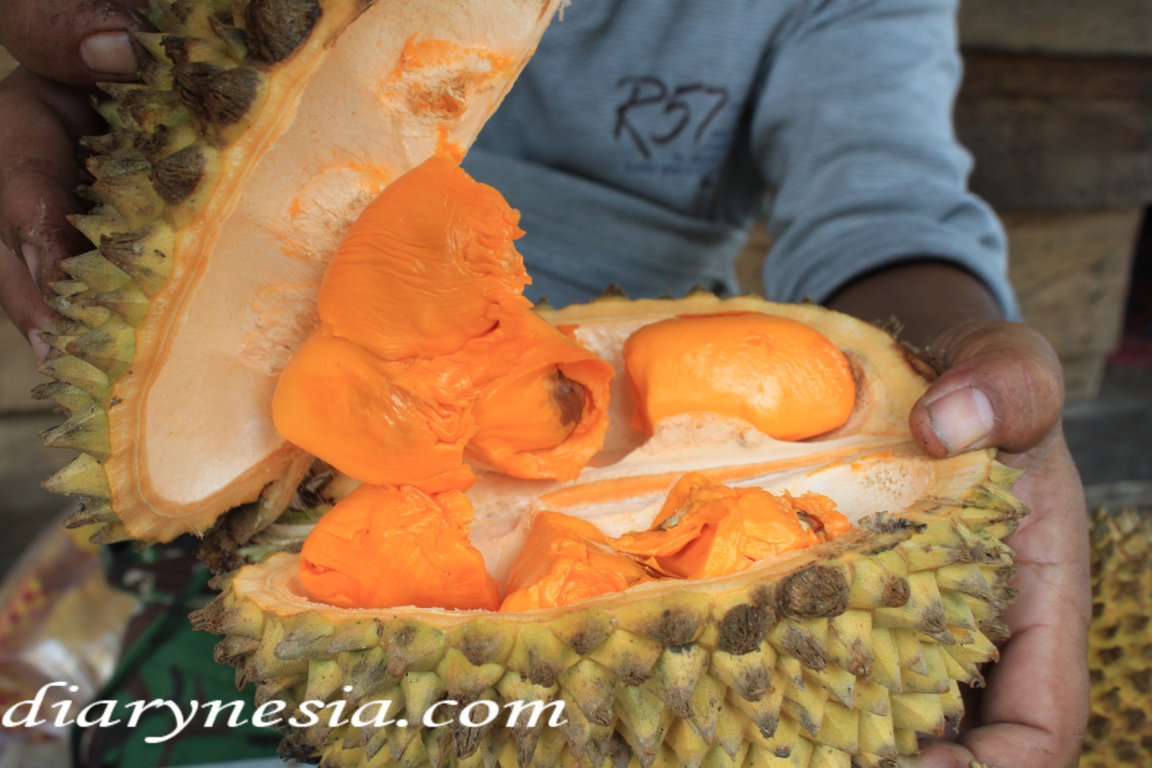 best time to eat lai jungle durian, description of lai jungle durian, lai jungle durian information, diarynesia