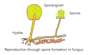 Class-7 Science Chapter-12 Reproduction in Plants, Additional Exercises
