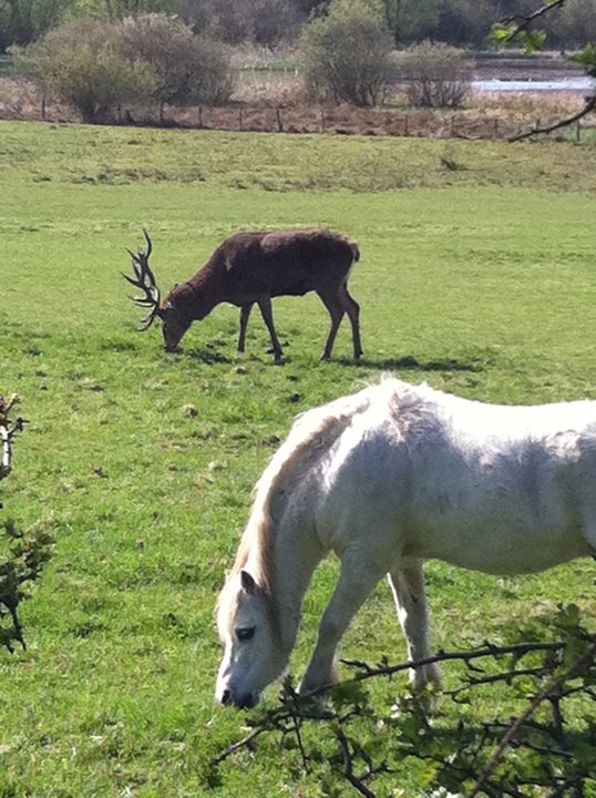 Rising Sun Country Park A Pushchair & Dogfriendly Walk in North