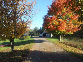 The driveway with trees in autumn colors