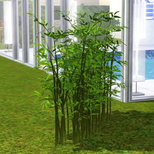 Simming in Magnificent Style: Bamboo garden