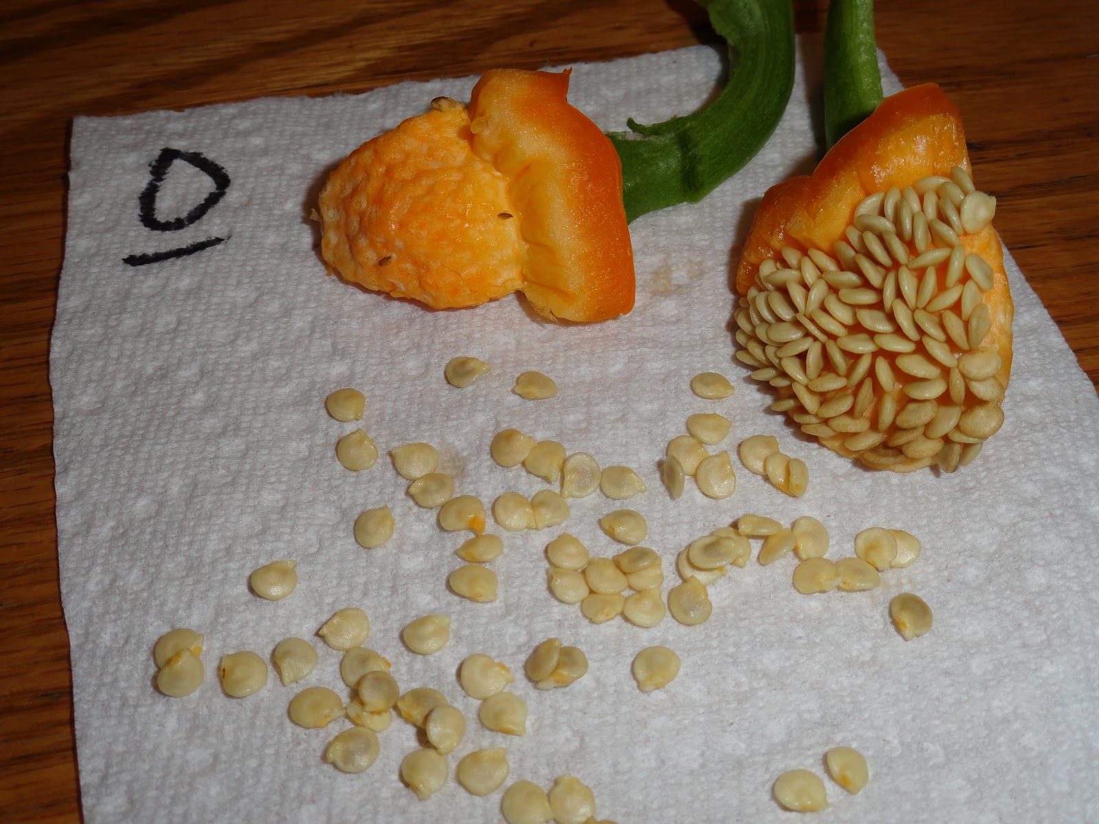 Baxter St. Gardener Saving Bell Pepper Seeds