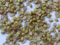 Cilantro /Coriander seeds