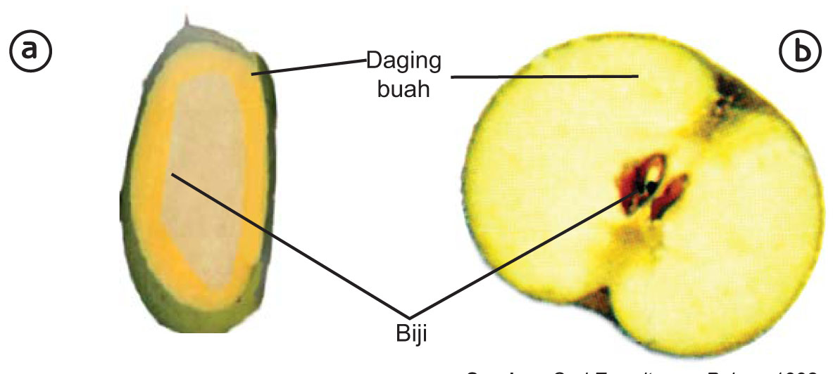 Bagian Bagian Tumbuhan dan Fungsinya Buah  dan Biji