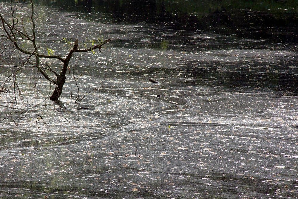 branch in dirty water