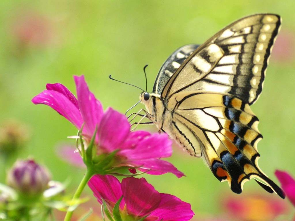 cool wallpaper of moving butterfly | Moving Wallpapers