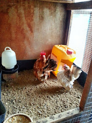 coop chicken breeding serama sn mini farm plan