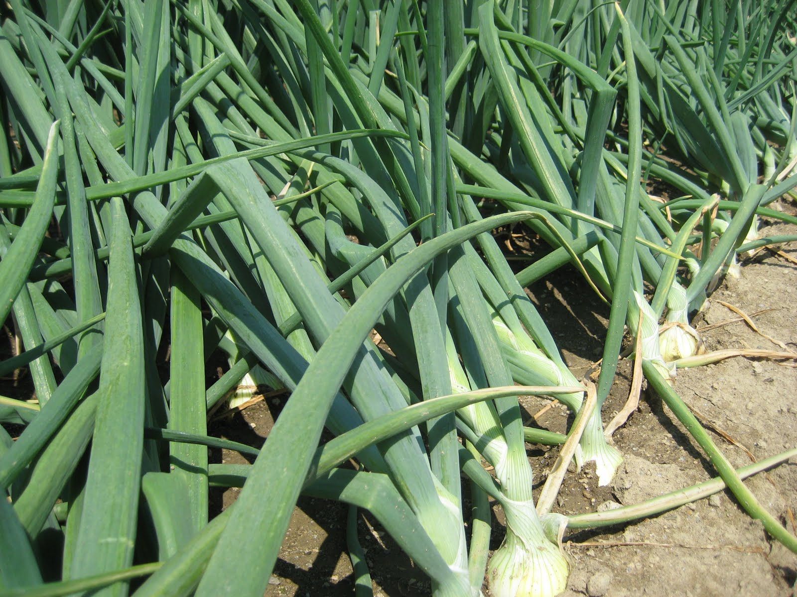 What's New in Furano? Onion Farm Report