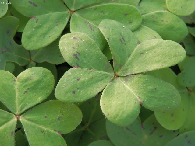 alfombra de Oxalis pes-caprae en campo de naranjos