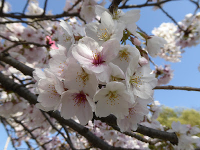 寝屋川公園 トリムコースの桜