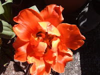 Imagen de una flor anaranjada en fase de brotación