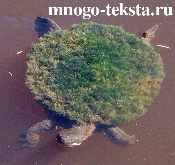 Что означает слово черепаха Что означает черепаха, Почему черепаха, Что за слово черепаха, Мультфильм про черепаху