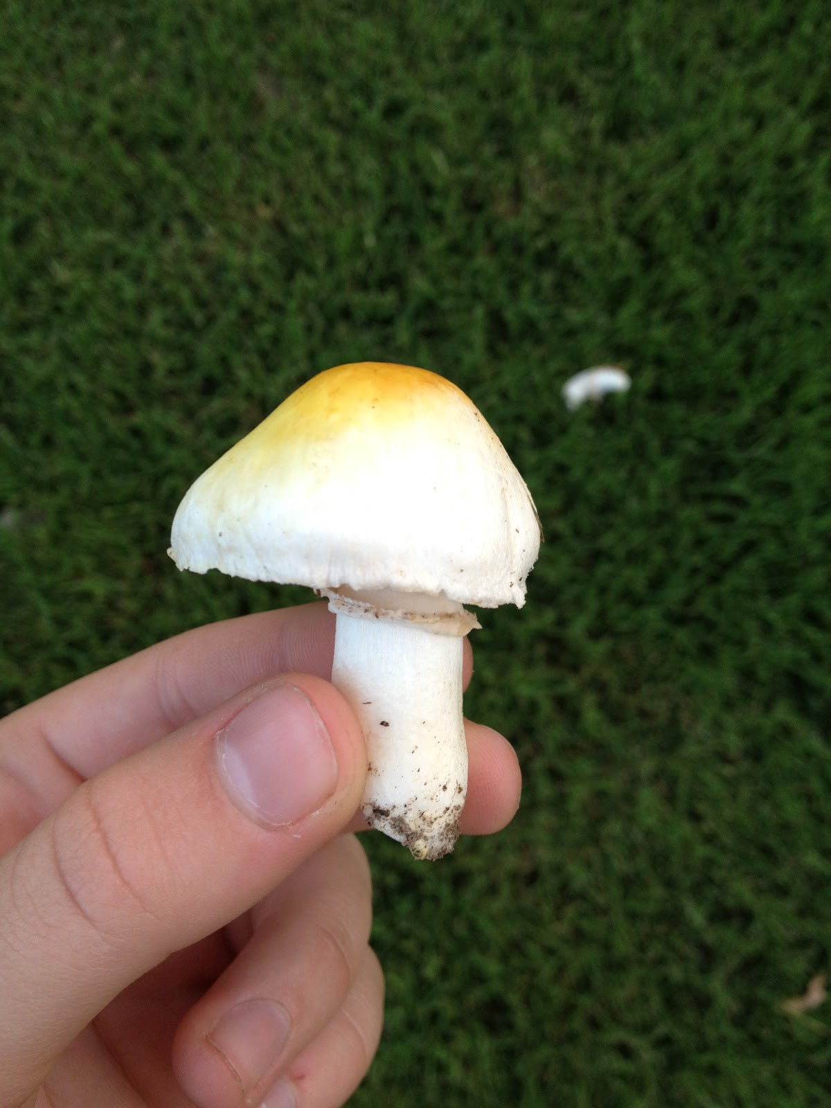 Classification Biology Project False parasol or greenspored parasol