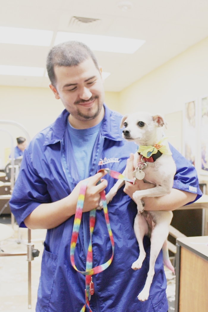 HAPPYHAZEL How to be a Top Dog with PetSmartGrooming!