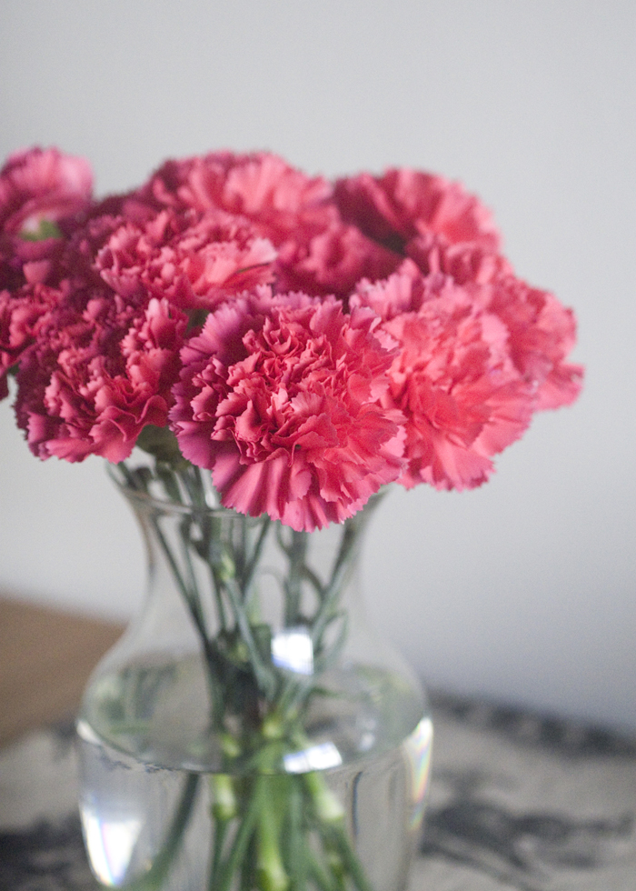 andrea despot photography blog {personal} valentine's day carnations