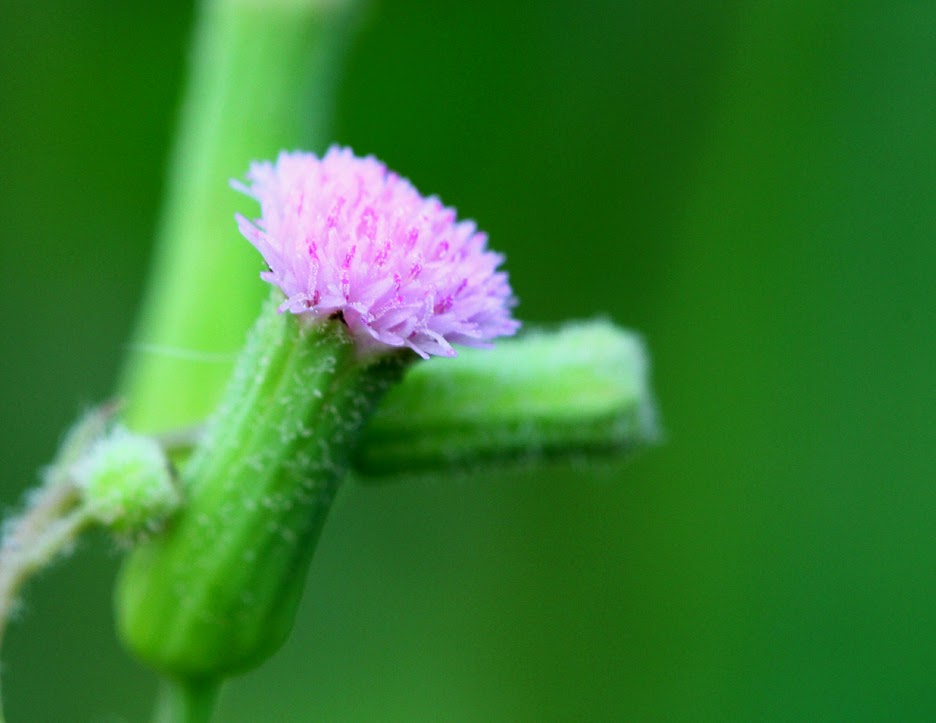 School Of Digital Photography Diy Flash Diffuser for Macro Photography Using Styrofoam Plate