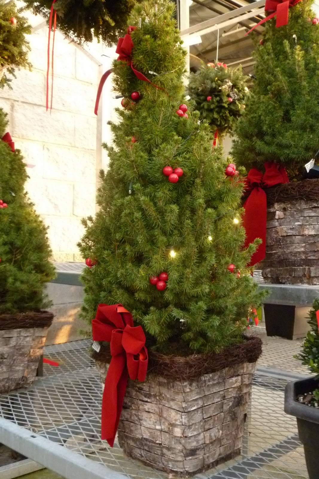 ”O (living) Christmas Tree” Important tips for your live Christmas