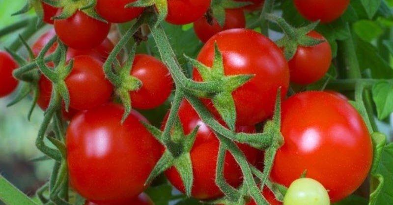 penyiraman tomat di dataran tinggi