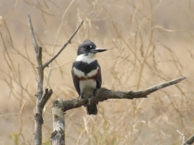 Colusa County Northern California birding hotspots