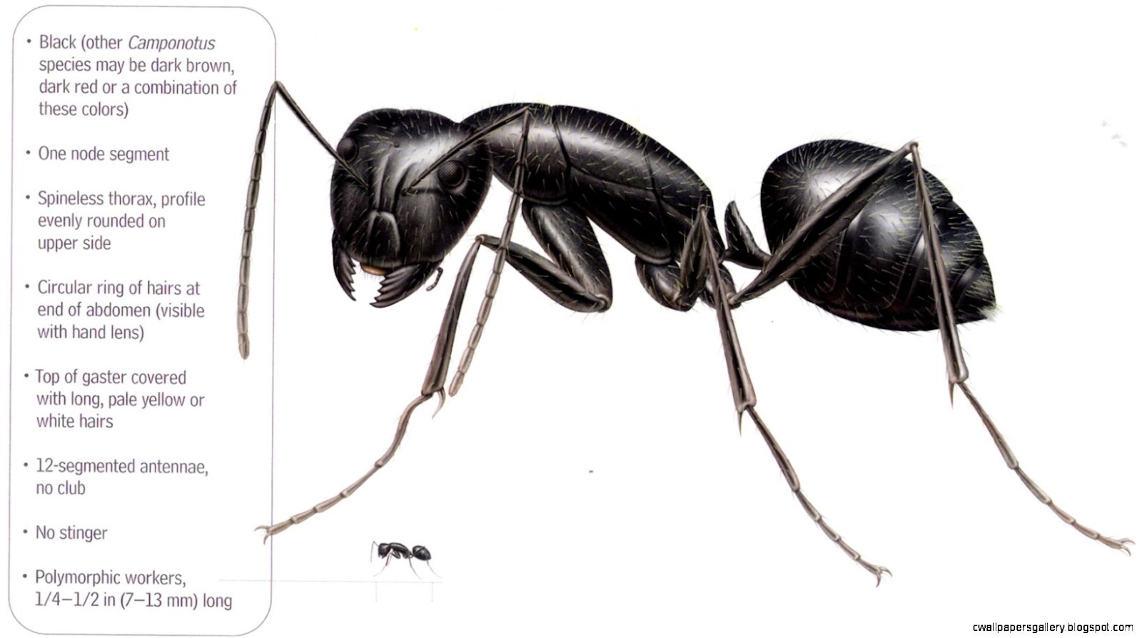 Black Ants Vs Carpenter Ants | Wallpapers Gallery