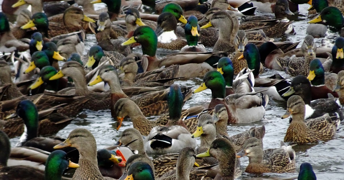 Mass Of Ducks 4 Photos + Video ArtByJudieAnn
