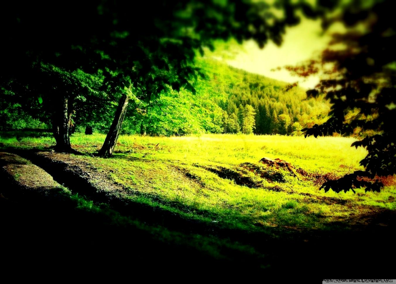 Magic Forest Clearing Wallpapers  Hd Wallpapers