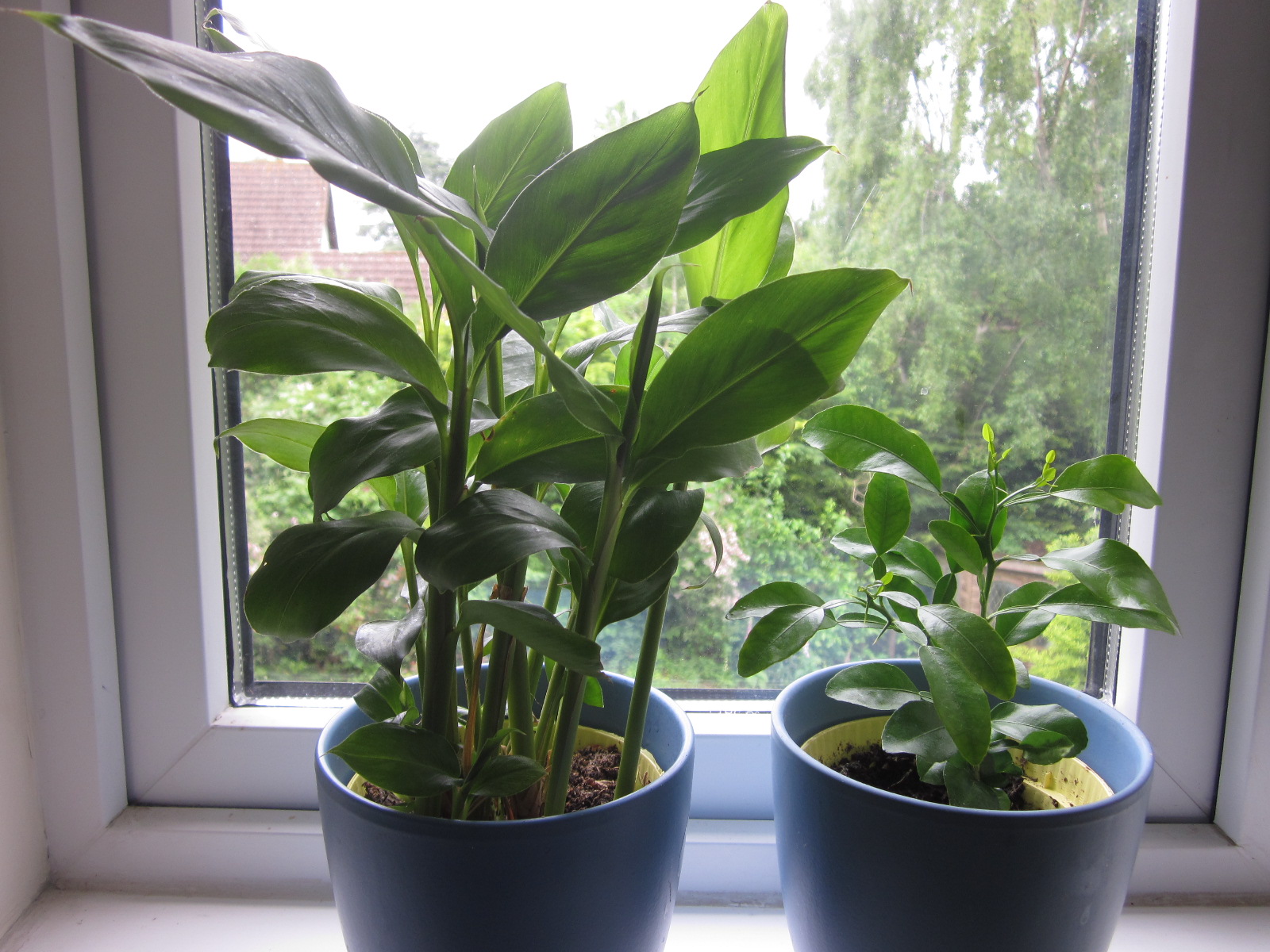 Edible House Plants