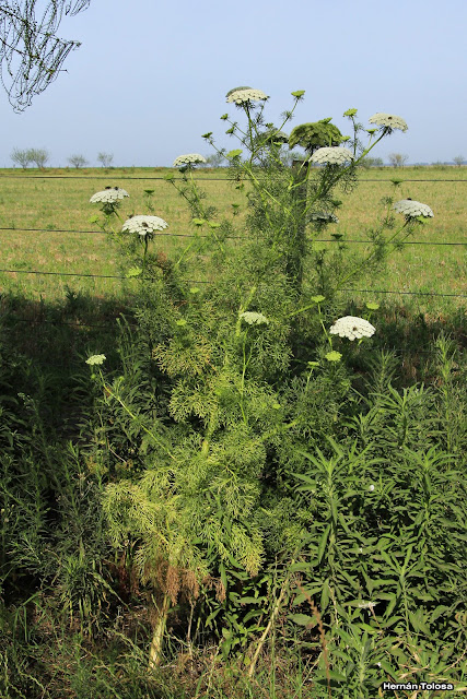 como se escribe hola como estas en portugues