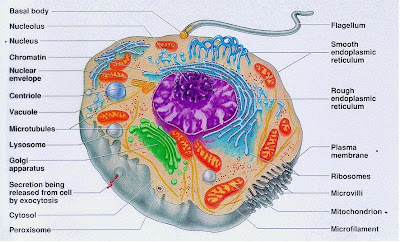 Notez On Nursing....: Cell Structure Physiology Part 1.....