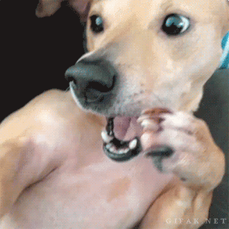 Dog-Sneeze