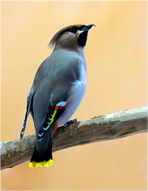 FOTO NATURA HUESCA 2: AMPELIS EUROPEO bombycilla garrulus Linnaeus