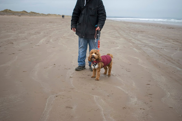 Red and white cockapoo puppy with mouth open on beach