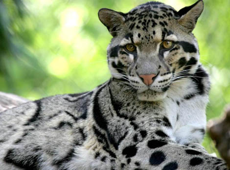 Clouded Leopard | Wildlife Photos-Info | The Wildlife