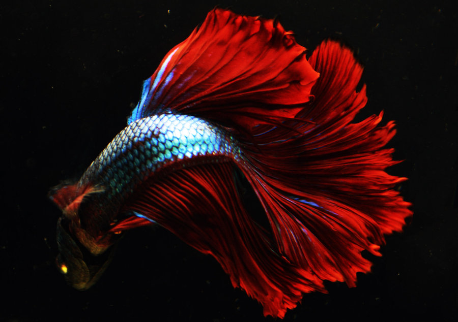 Ikan Cupang Merah Hobi Mancing jpg (900x634)