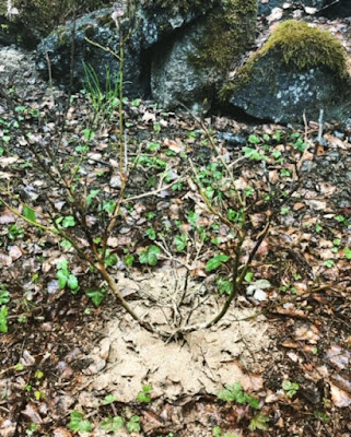 Rodolannoite levitetty pensasmustikan juurien alueelle keväällä