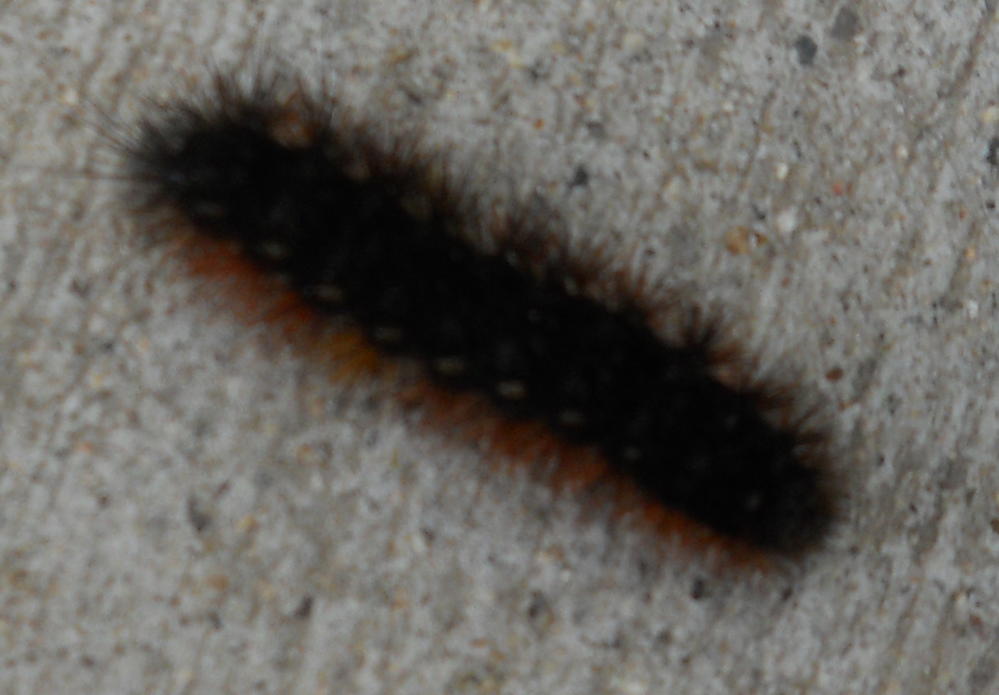 Oddball Observations : Wooly worm weather predictions
