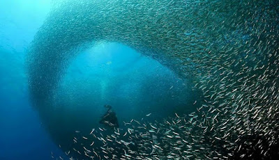 SARDINE RUN සාඩින් ප්‍රවාහය